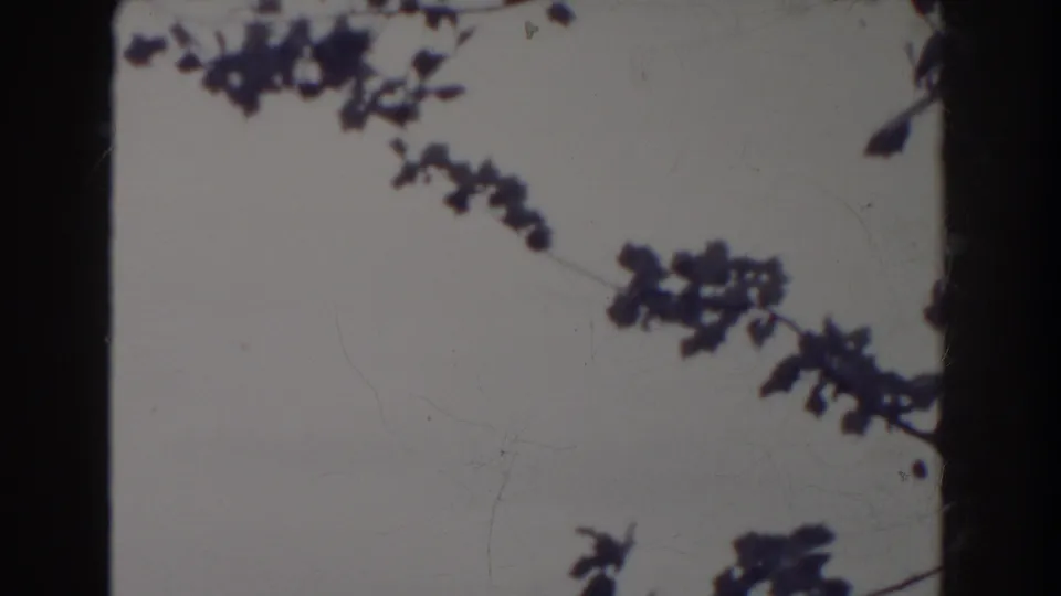 A close view of leafy branches against a pale sky shows the soft, worn texture of 8mm home-movie film.