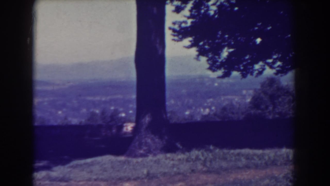 Distant city view framed by large tree trunks and a grassy foreground.