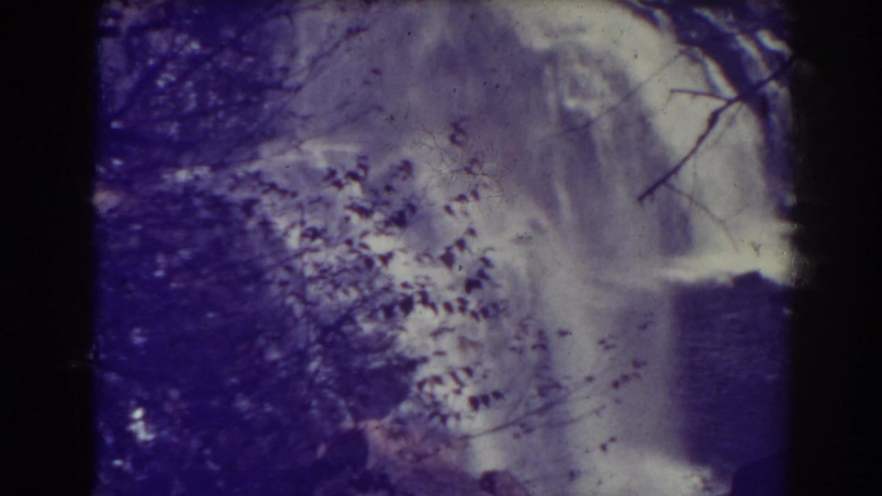 Waterfall descending beside branches and dark forested rock.