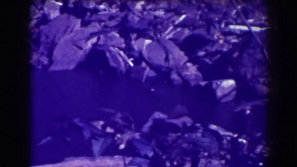 1938 8mm close view near Blackwater Falls showing leaves, twigs, stones, and damp forest floor detail in purple-blue tint.