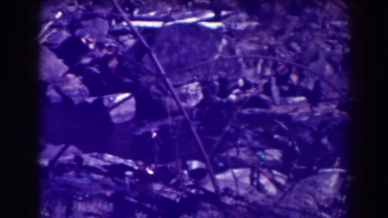 Close view of dark rocky ground, leaf litter, and thin branches with a strong purple color shift.