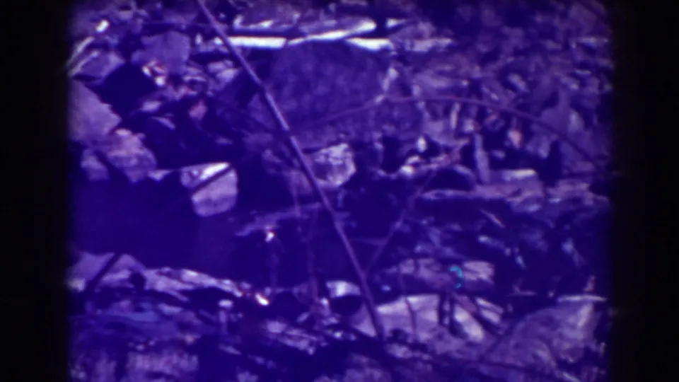 1938 8mm frame from Blackwater Falls showing nearby rocky terrain, scattered leaves, and bare twigs under a purple-blue film cast.