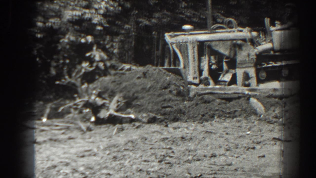 Bulldozer pushes soil near exposed roots and tree stumps in a wooded clearing.