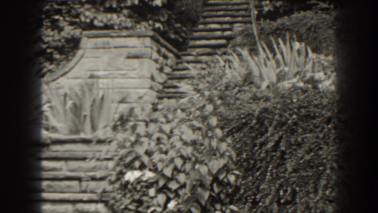 Stone steps and a low wall behind dense garden foliage in black-and-white film.