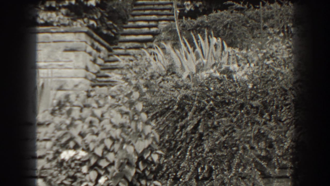Dense shrubs and spiky plants beside stone steps and a garden wall.