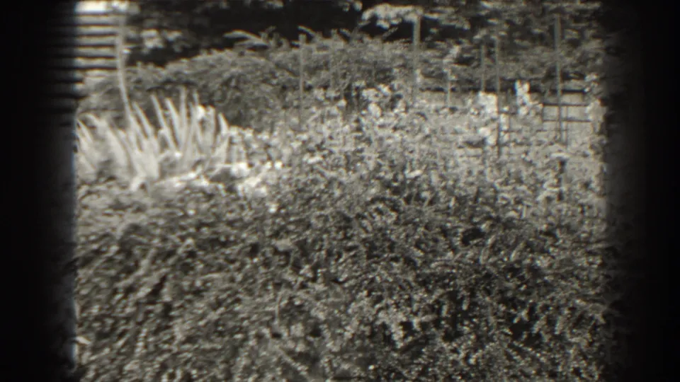 Late-1930s Cumberland garden view showing layered shrubs, tall spiky plants, and background masonry in grainy black-and-white 8mm.