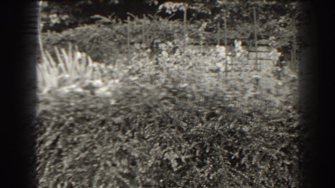 Dense garden planting with fencing and a pale fountain shape partly visible at left.