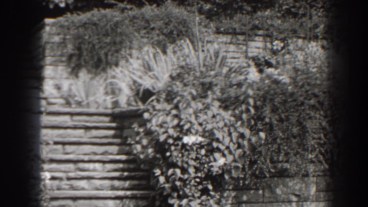 Stone steps beside leafy bushes and overgrown plants.