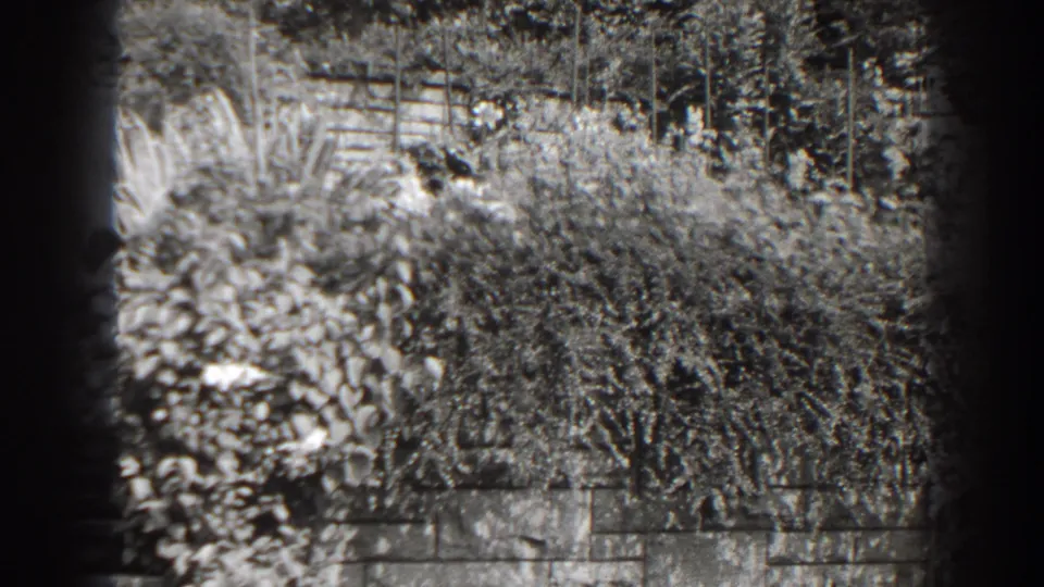 Cumberland, Maryland 8mm frame with dense bushes, climbing vines, and a low stone retaining wall in black-and-white.