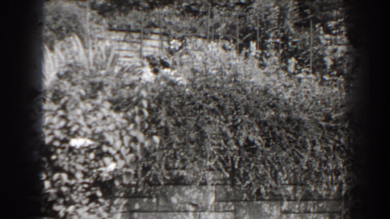 Black-and-white garden view with shrubs, trees, and a low stone wall.