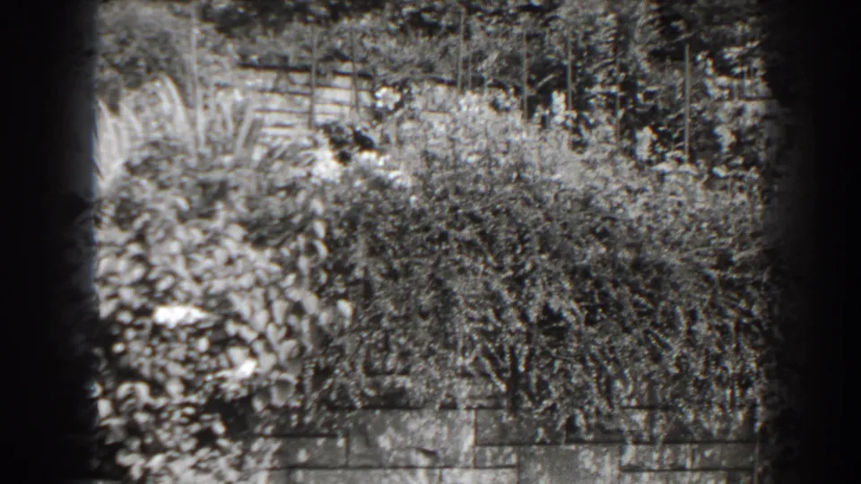 1938 Cumberland, Maryland home-movie frame showing dense garden foliage, trees, and a low stone wall in bright daylight.