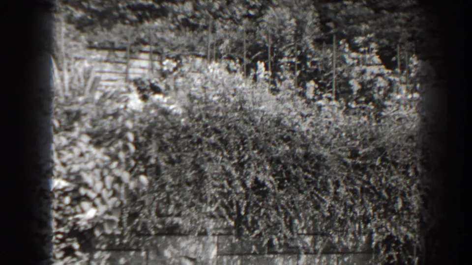 1938 Cumberland, Maryland frame with sunlit shrubs, tree cover, and a low stone wall seen through soft 8mm grain.