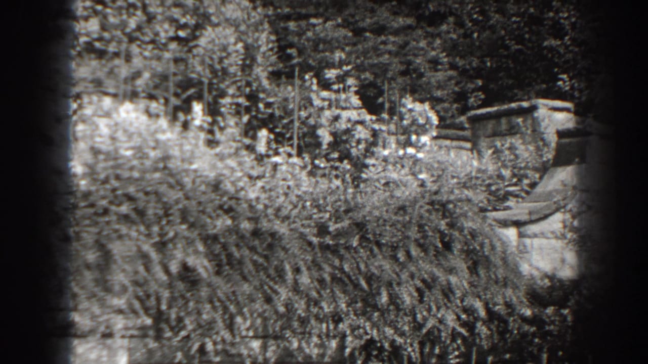 Weathered masonry wall partly hidden by dense bushes and trees.