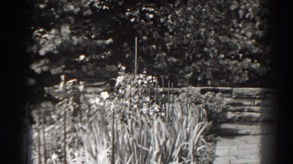 Black-and-white home-movie frame from Cumberland, Maryland, showing tall flowers, a low stone wall, and a garden path under dense trees.
