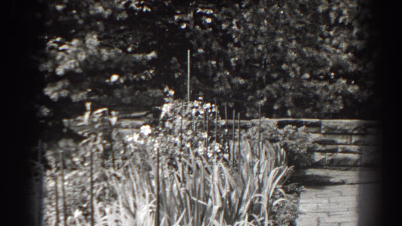 Garden plants beside a slate path and low stone wall with trees behind.