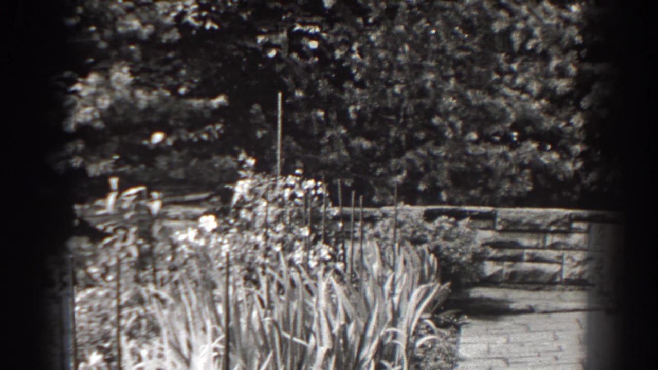 Tall garden flowers and grasses stand in front of a path, stone wall, and trees.