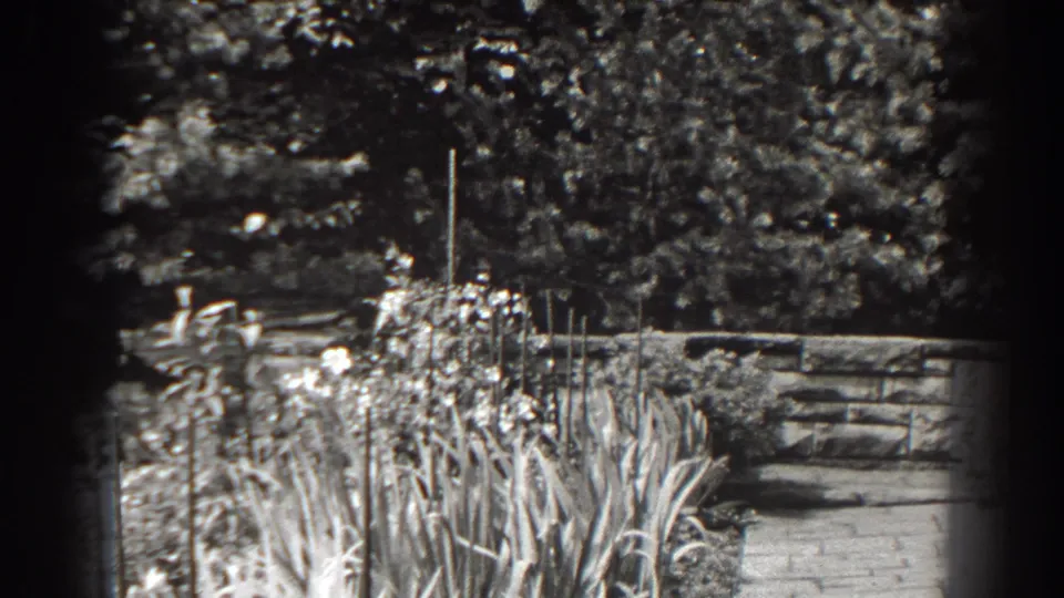 1938 Cumberland, Maryland garden view with tall flowers, grasses, a paved path, low retaining wall, and leafy background.