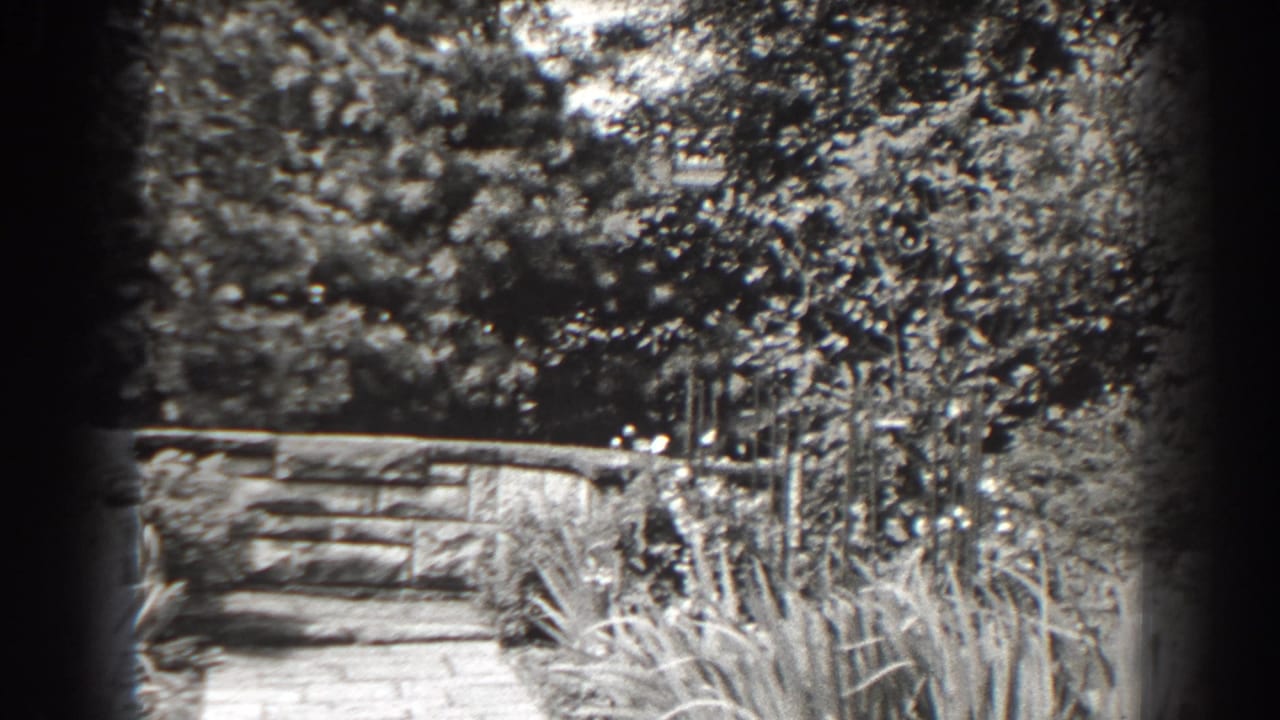 Sunlit garden with stone wall, tall grasses, flowers, and dense trees.