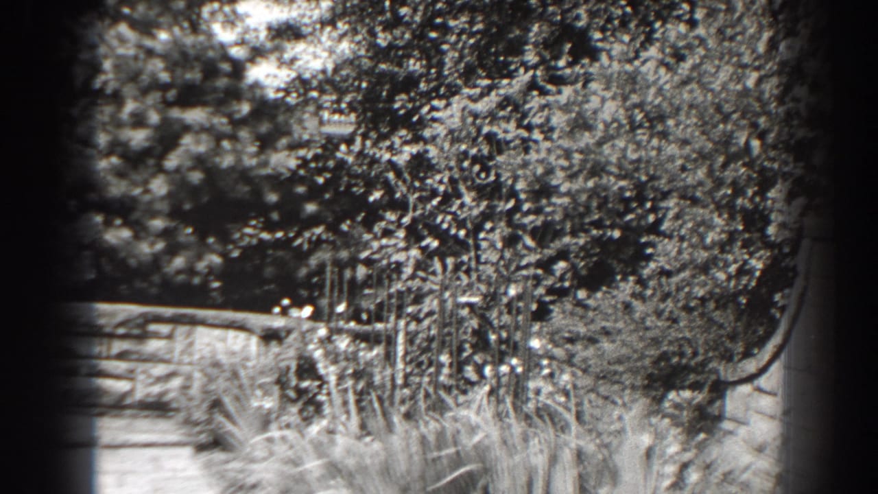 Garden plants and stone wall seen through soft 8mm exposure and heavy grain.