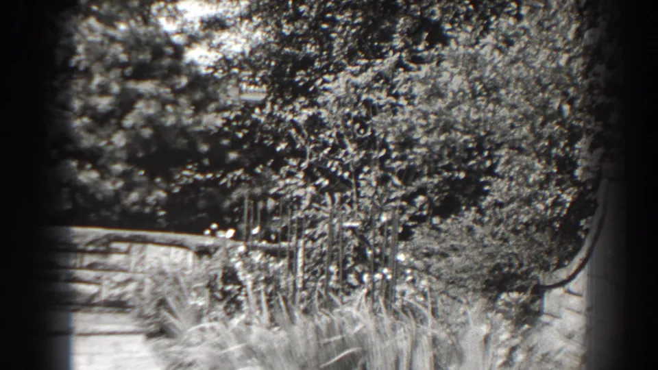1938 Cumberland garden view with foliage, flowers, tall grasses, and a low stone wall in bright daylight.