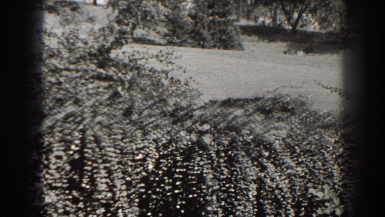 Leafy bushes and lawn fill an 8mm frame with no clear person visible.