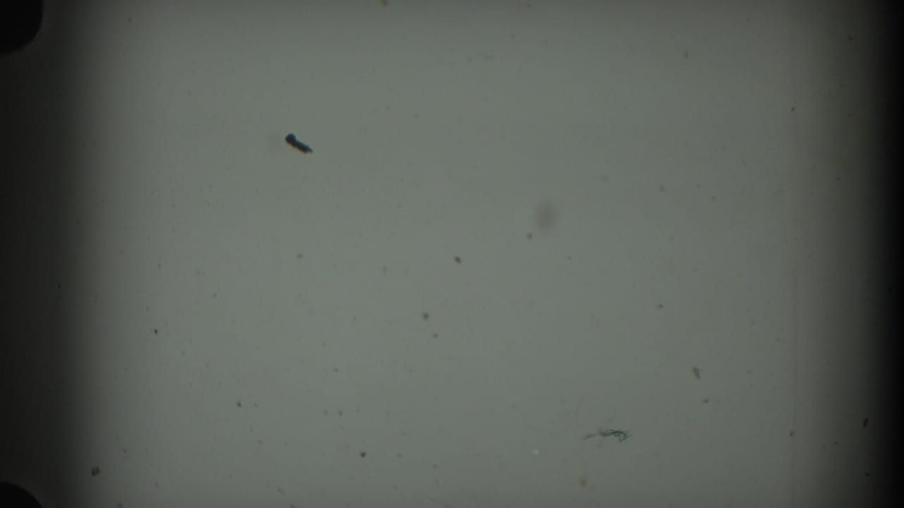 Partly exposed 8mm frame with snow-covered evergreen visible at the right edge.