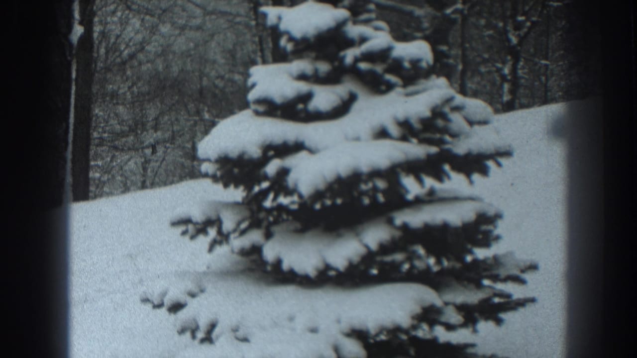 Snow-laden evergreen stands in front of bare winter trees and a snowy bank.