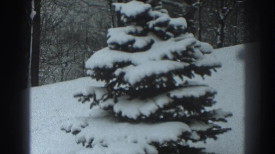 Snow-covered evergreen in Martinsburg, West Virginia, with bare trees behind it in black-and-white 8mm footage from 1938.