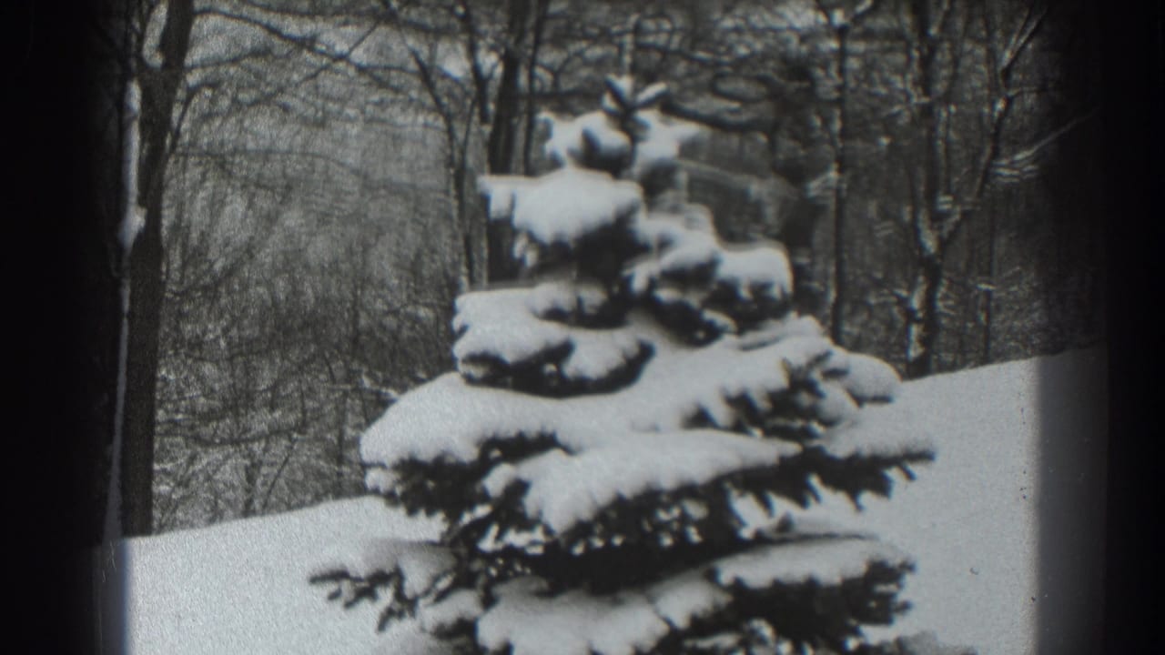 Snow-covered conifer before bare winter trees, with dark film borders at the sides.