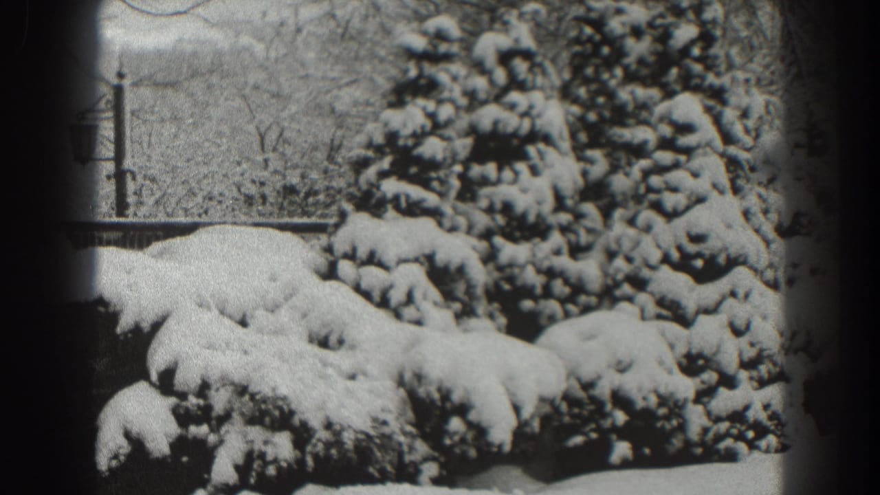 Snow-covered evergreen shrubs and rocks with bare trees behind them.