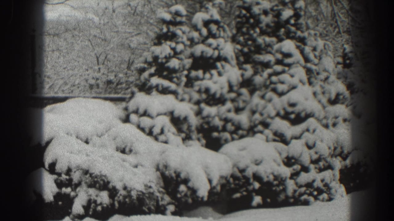 Snowy evergreen shrubs with a lamppost and bare trees in the background.