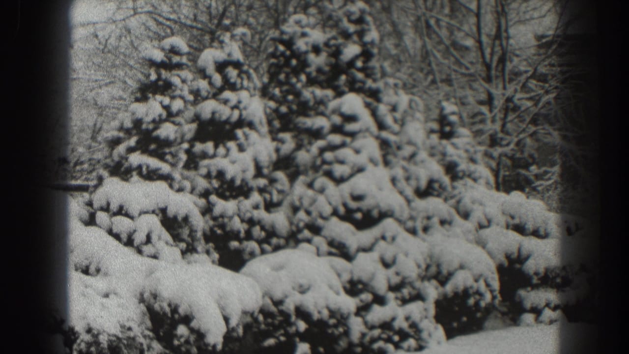 Snow-covered evergreen trees and shrubs with bare branches behind them.