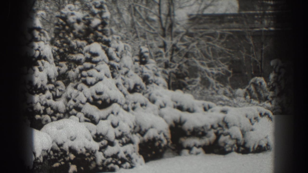 Snow-covered evergreens and shrubs in a winter yard with dark 8mm frame edges.