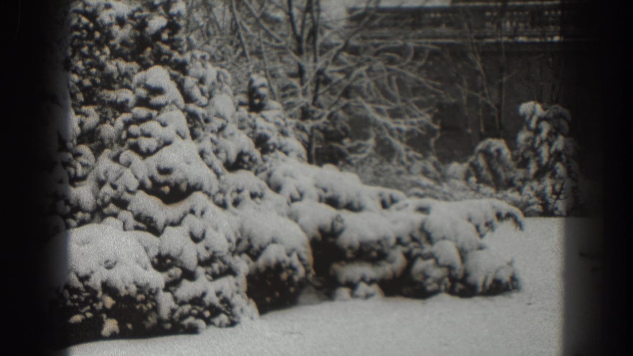 Snowy evergreens and a flat white yard with bare trees behind them.