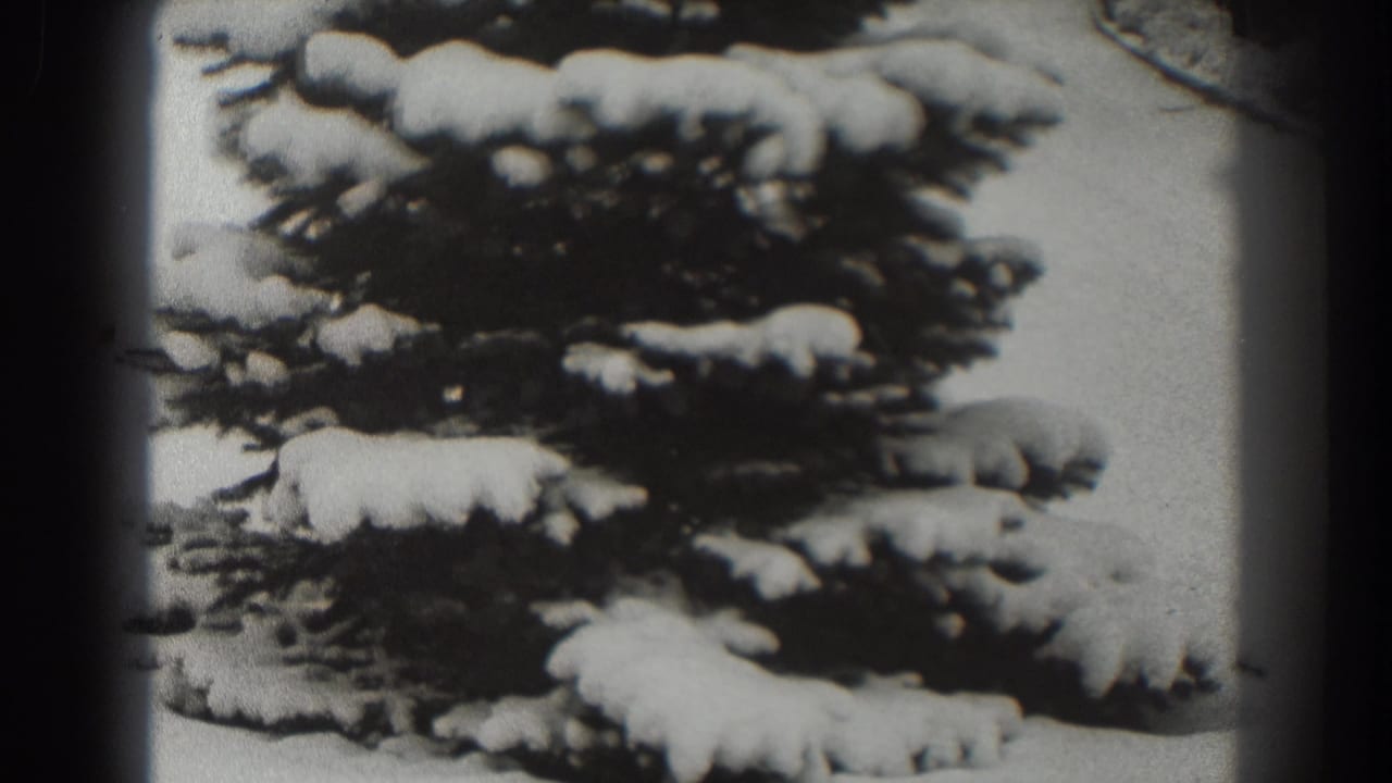 Snow-covered evergreen branches beside a pale winter path.