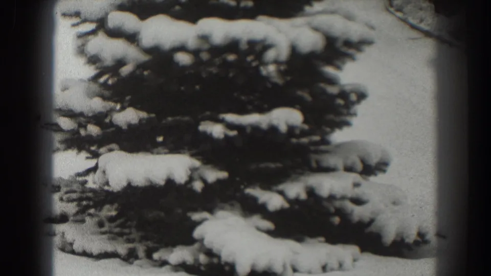 1938 Martinsburg, West Virginia home-movie frame showing snow resting on evergreen branches near a quiet path.