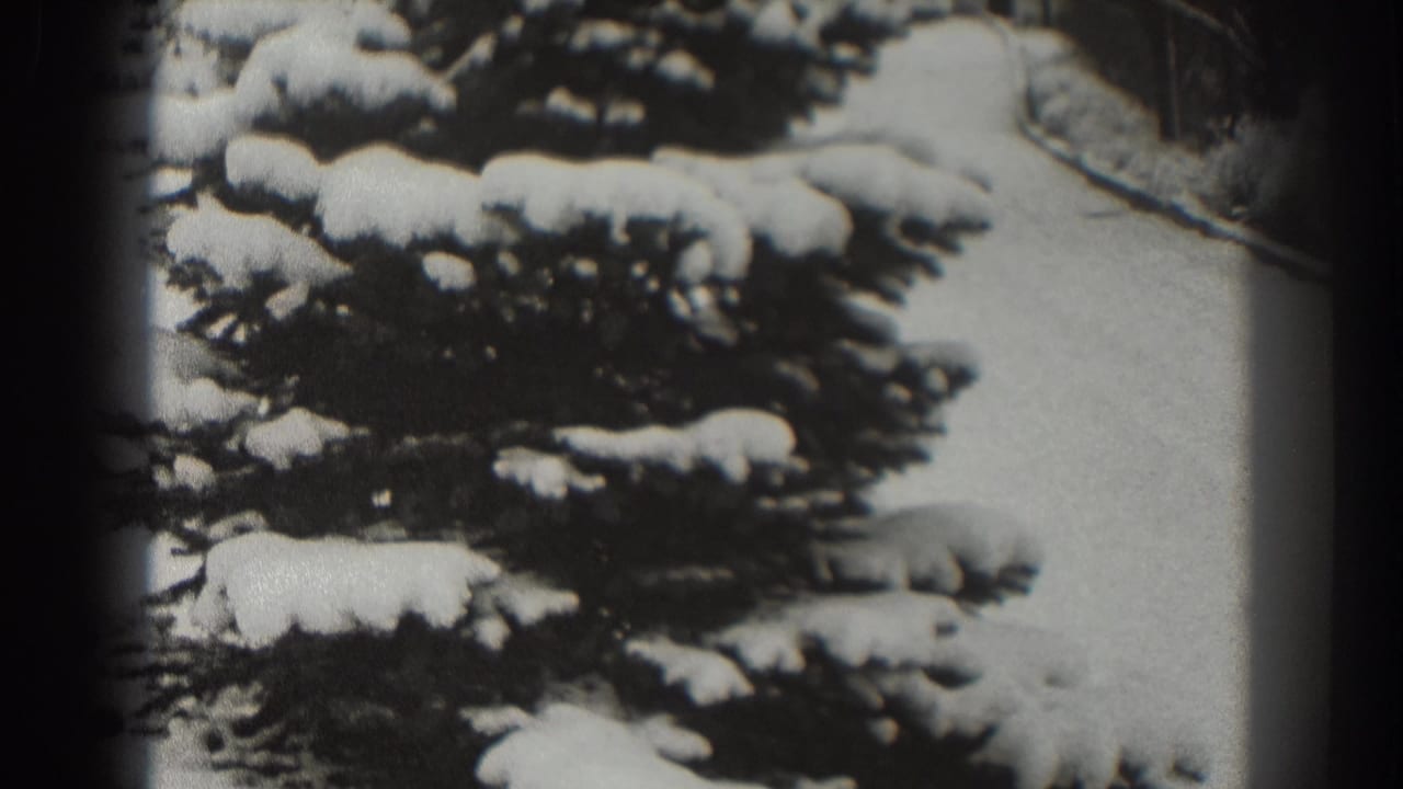 Snowy evergreen fills the frame with a curved path behind it.