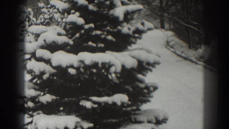 A closer home-movie view of snow on evergreen branches, with the Martinsburg winter path still visible to the right.