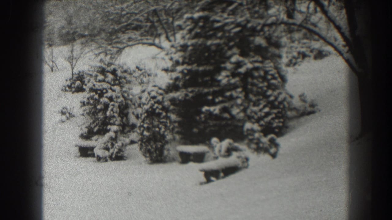 Snow-covered evergreen trees and garden benches in a winter yard.
