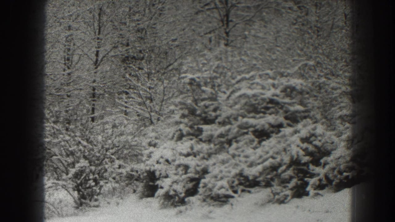 Snow-covered trees and shrubs in a wooded winter scene seen through a dark film border.