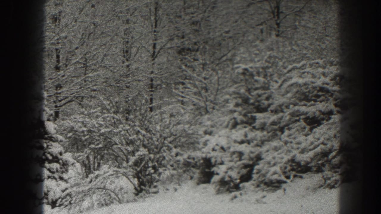 Snowy forest with bare branches, shrubs, and a dense evergreen area in the background.