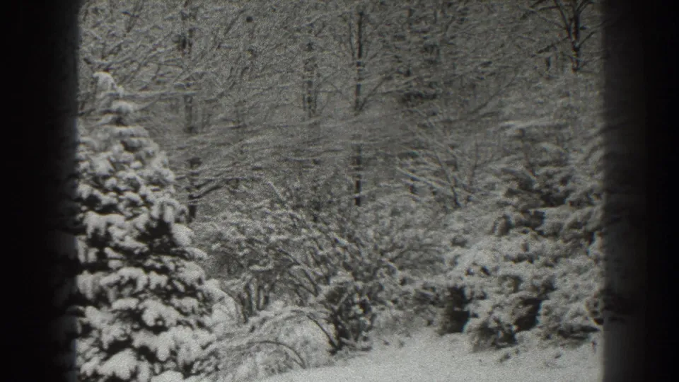1938 Martinsburg, West Virginia frame showing a snow-coated evergreen and surrounding winter woodland.