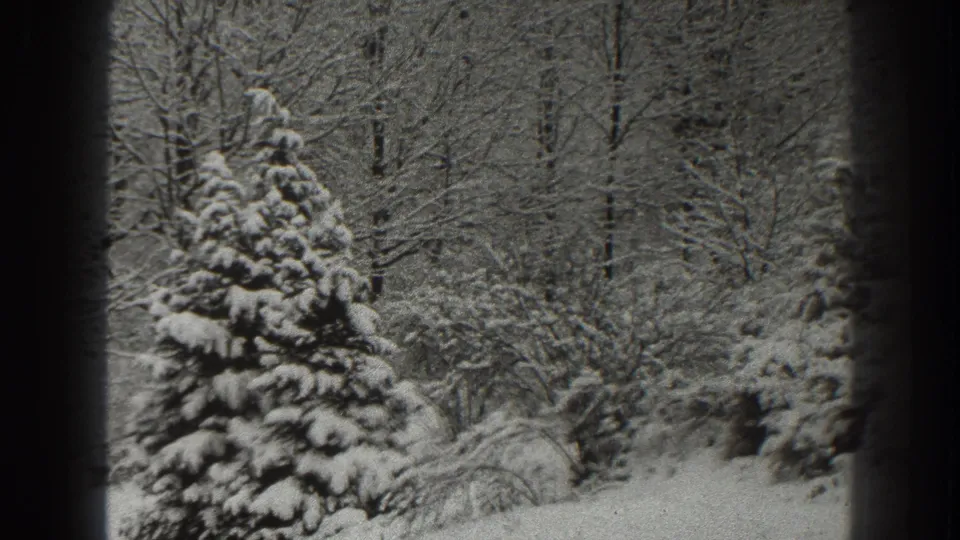 Late-1930s Martinsburg home-movie frame with a snowy evergreen centered among bare trees and low winter brush.