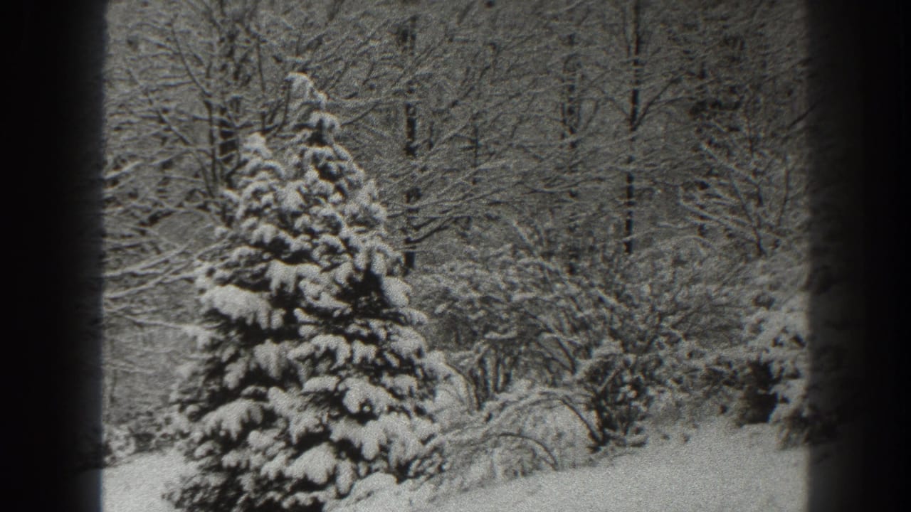 Snow-covered pine tree and bare woodland in a black-and-white winter scene.