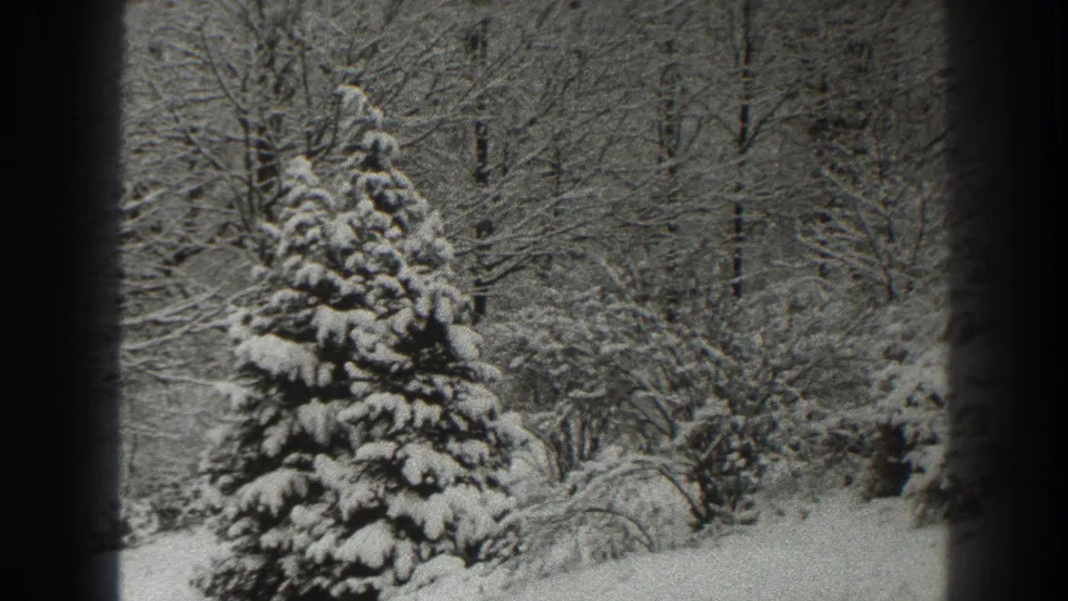 1938 Martinsburg-area 8mm frame showing a snow-laden pine in front of bare winter trees and snowy ground.
