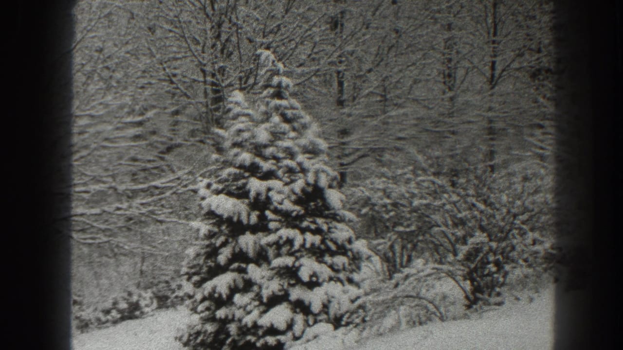 Snowy pine tree centered against a dense background of bare winter branches.