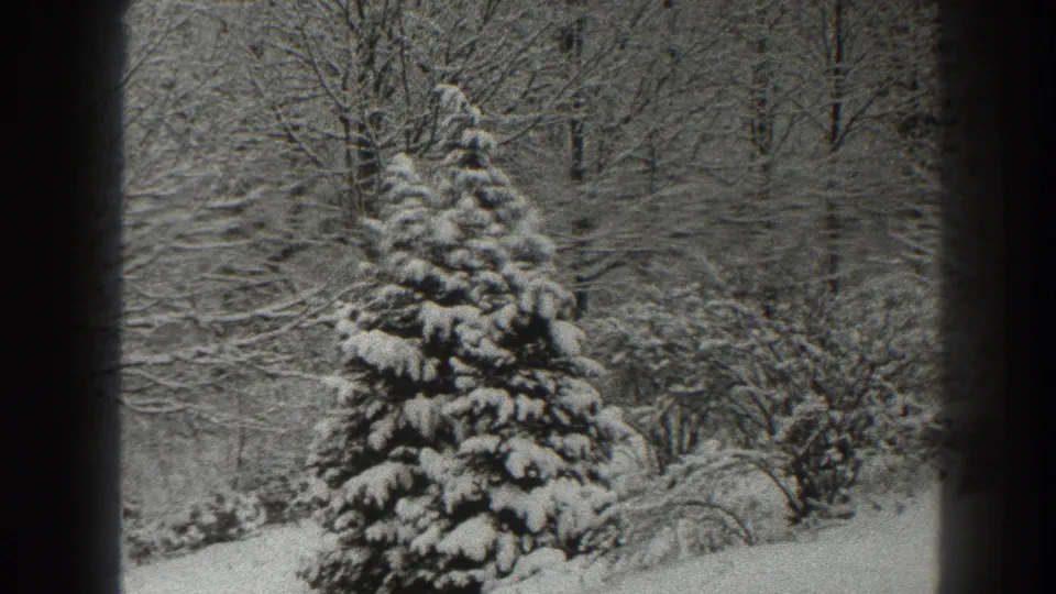 1938 Martinsburg-area 8mm frame with a snow-heavy pine tree standing before a layered woodland of bare branches.