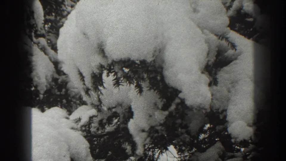 Close winter detail of snow piled on evergreen branches, filmed in black and white in Martinsburg, West Virginia in 1938.