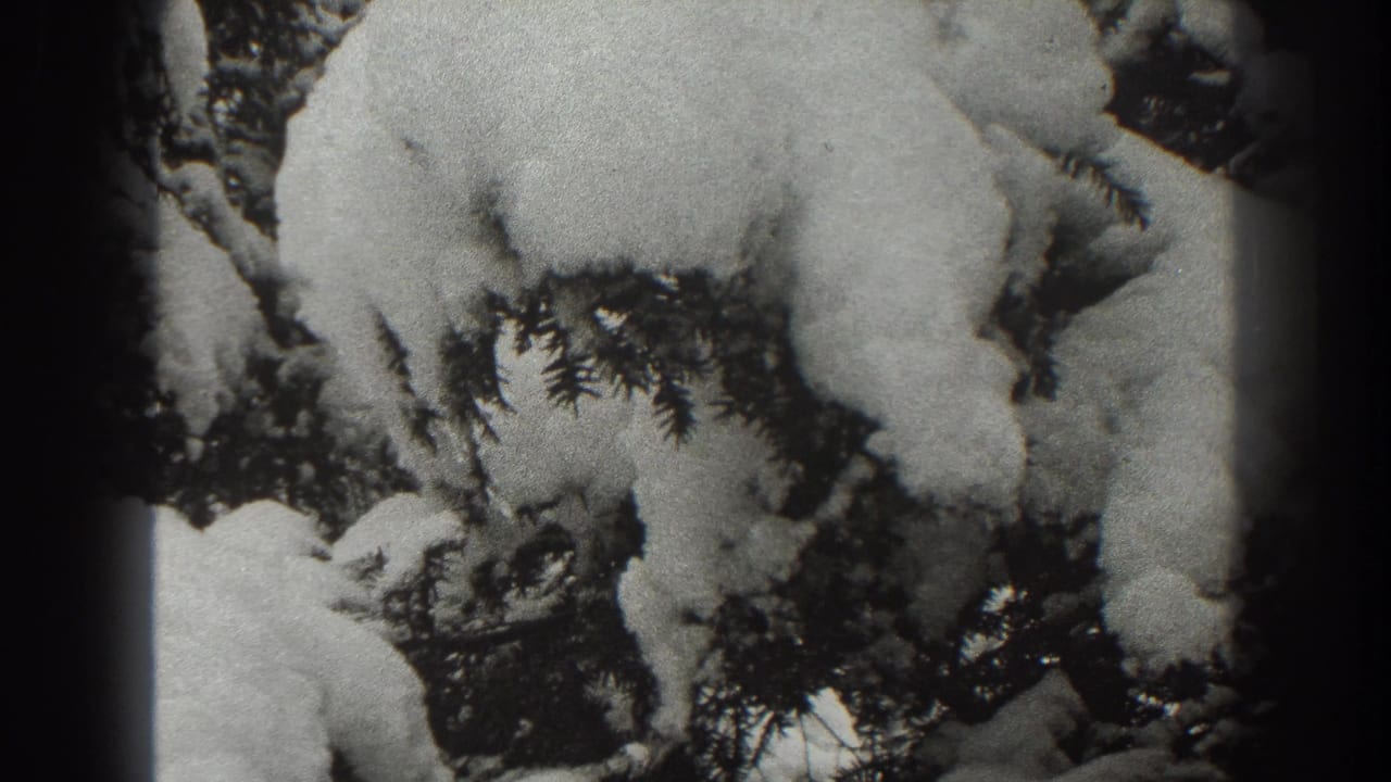 Snow-covered evergreen branches seen close up in black-and-white film.
