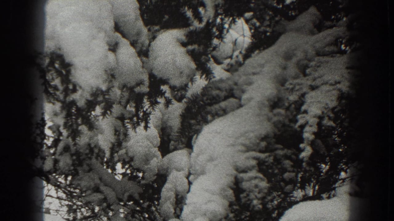 Dense snow clings to evergreen boughs with tree branches behind.
